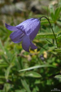 Harebell Harebell