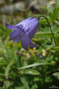 Harebell