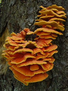 Chicken-of-the-Woods Chicken-of-the-Woods
