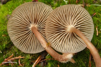 Mycena gills