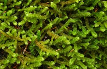Pipecleaner Moss