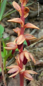 Striped Coralroot Striped Coralroot
