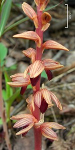 Striped Coralroot