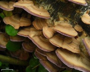 Violet-Tooth Polypore