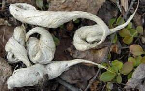 Wolf scat Wolf scat