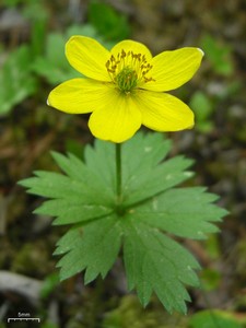 Yellow Anemone Yellow Anemone