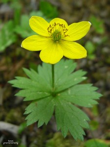 Yellow Anemone