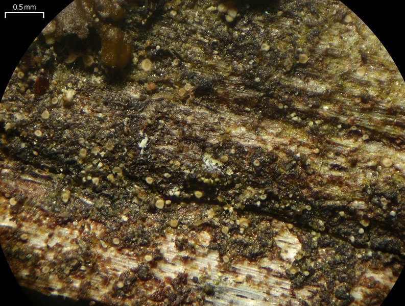 Absconditella lignicola