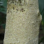 Acanthothecis peplophora