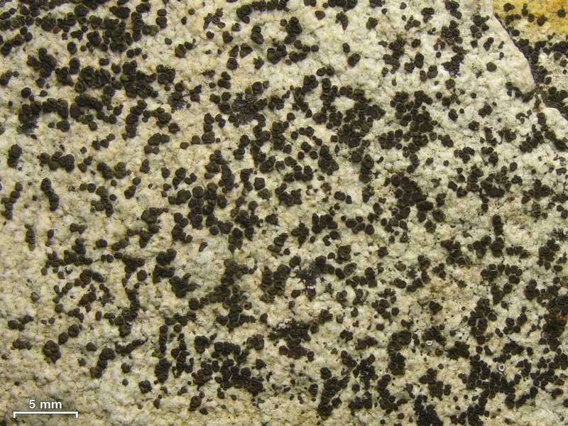 Acarospora americana