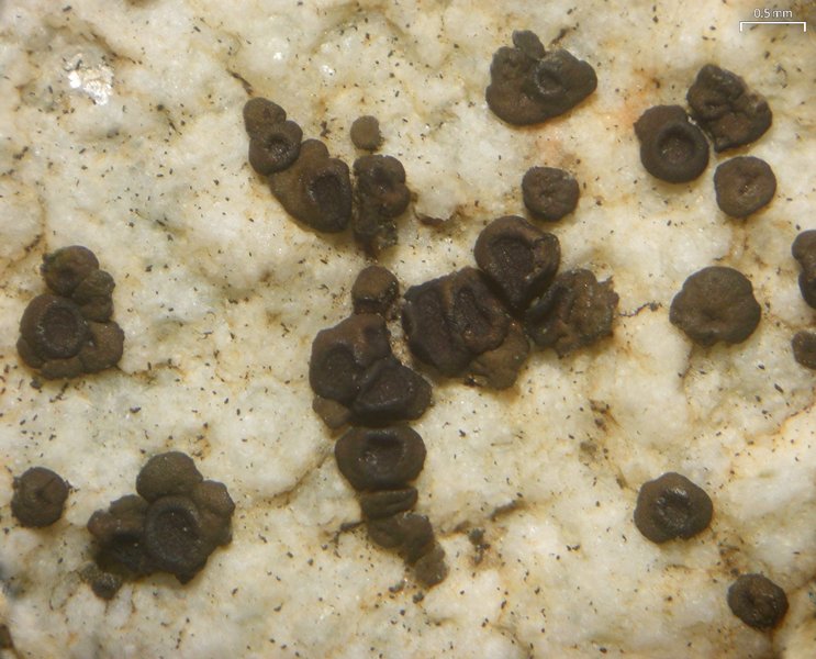 Acarospora americana