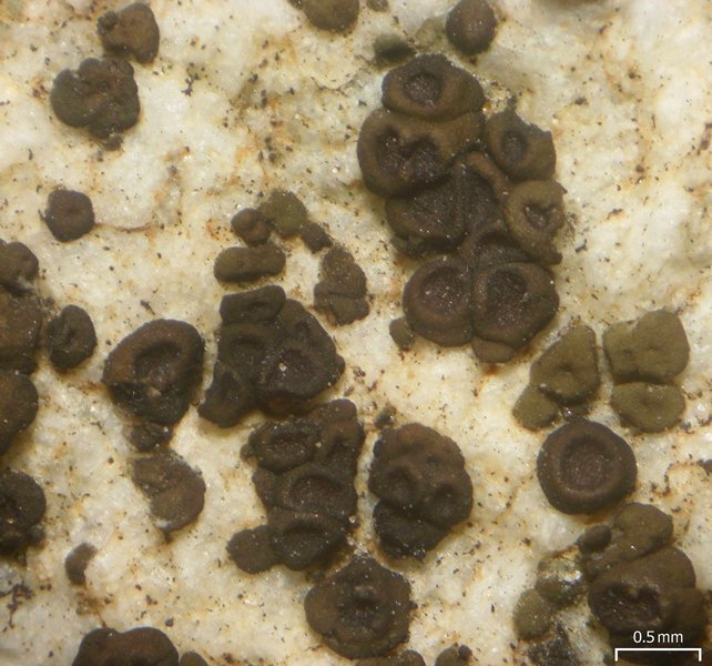 Acarospora americana