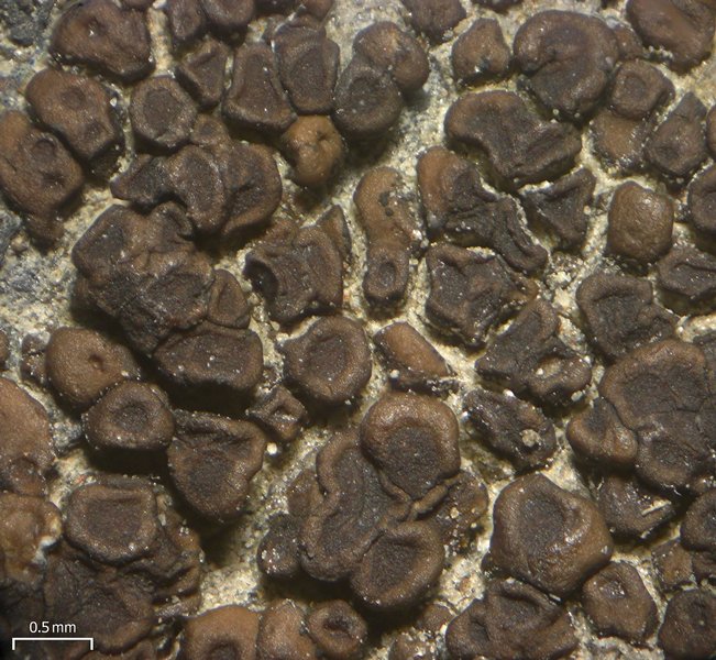 Acarospora badiofusca
