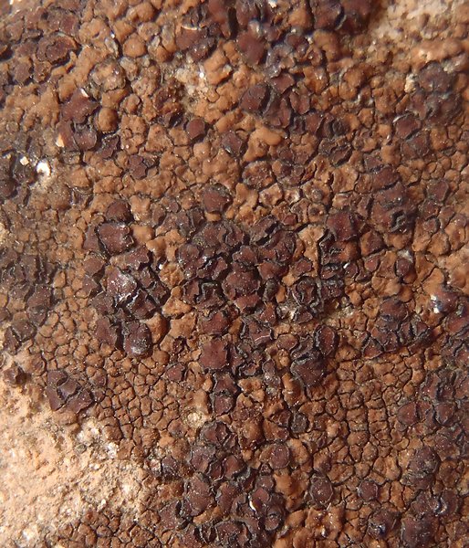 Acarospora badiofusca