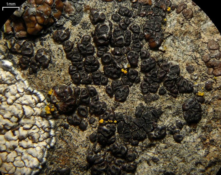 Acarospora elevata