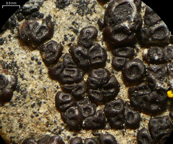 Acarospora elevata