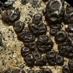 Acarospora elevata