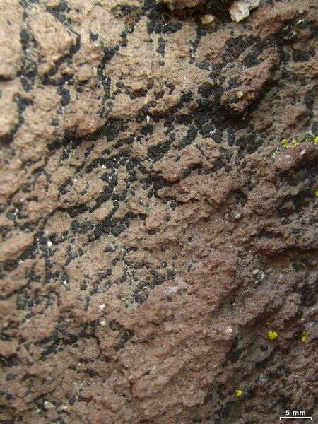 Acarospora elevata
