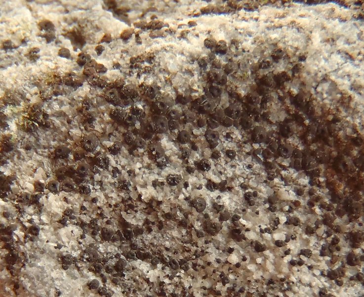 Acarospora elevata