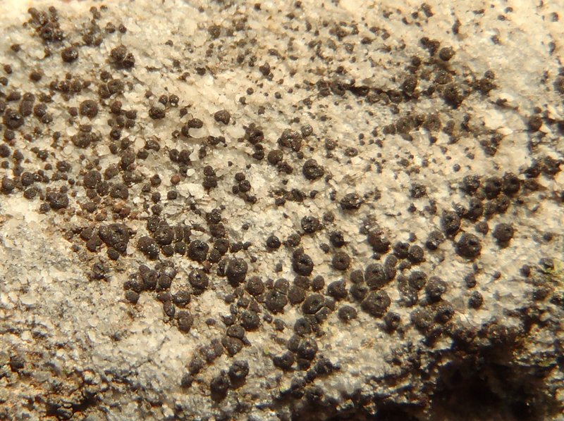Acarospora elevata