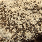 Acarospora elevata