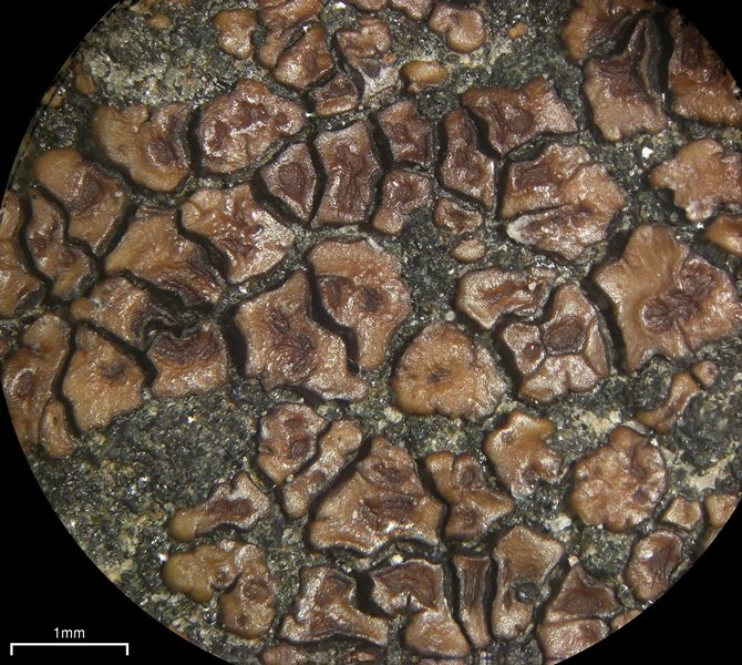 Acarospora fuscata
