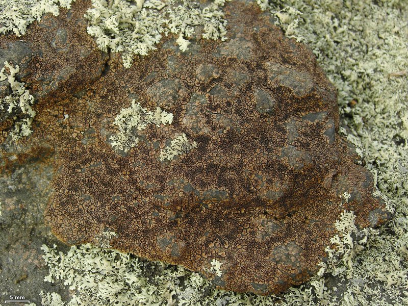 Acarospora fuscata
