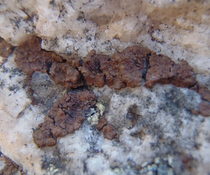 Acarospora fuscata