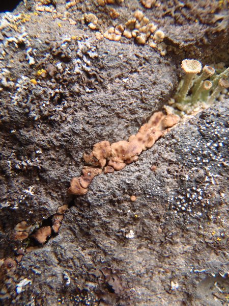 Acarospora fuscata