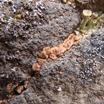 Acarospora fuscata