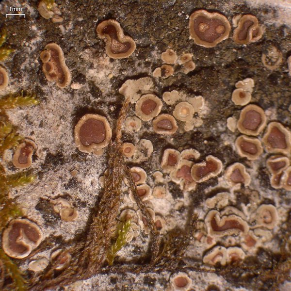 Acarospora glaucocarpa