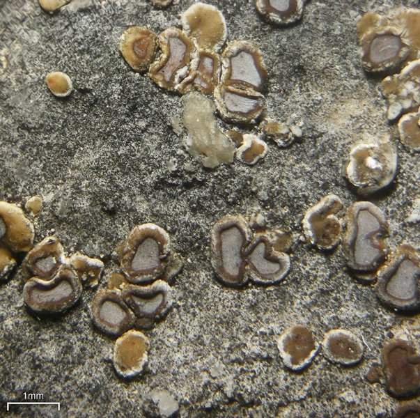 Acarospora glaucocarpa