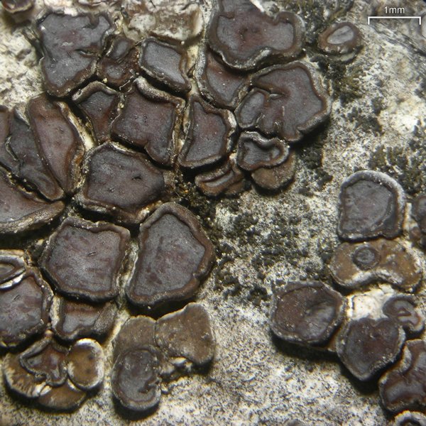 Acarospora glaucocarpa