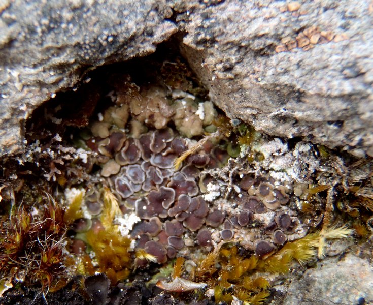 Acarospora glaucocarpa