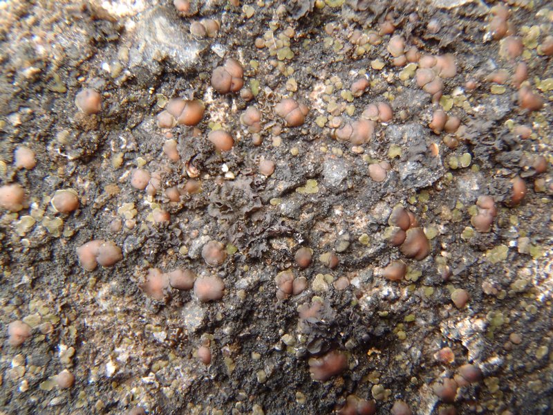 Acarospora glaucocarpa
