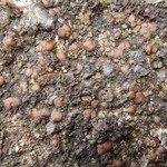 Acarospora glaucocarpa