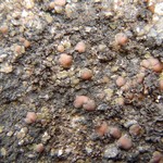 Acarospora glaucocarpa