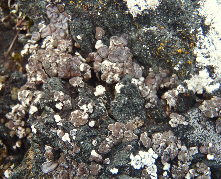 Acarospora glaucocarpa