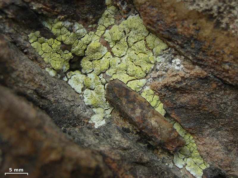 Acarospora heufleriana