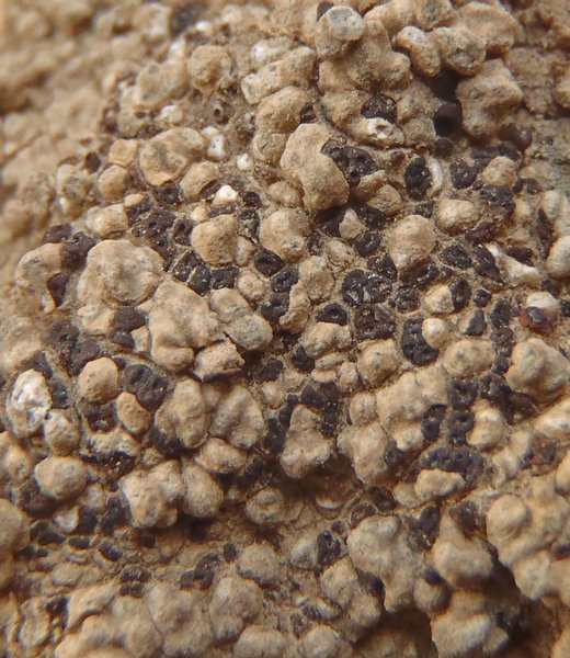 Acarospora impressula