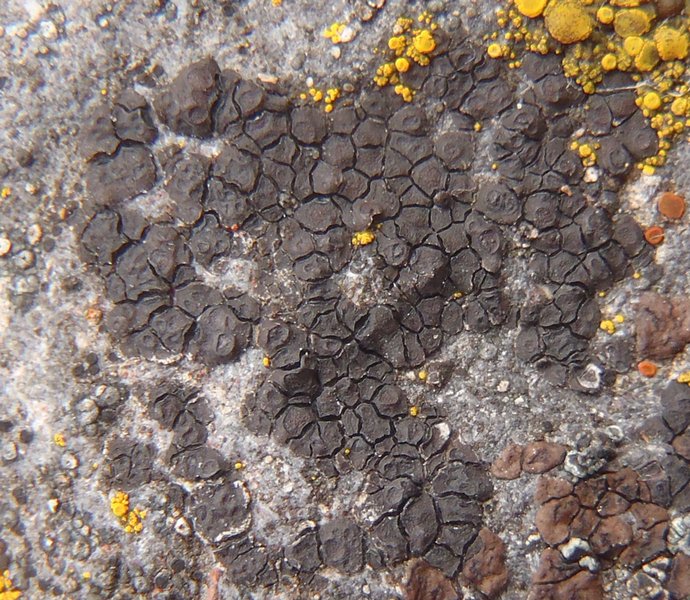 Acarospora impressula