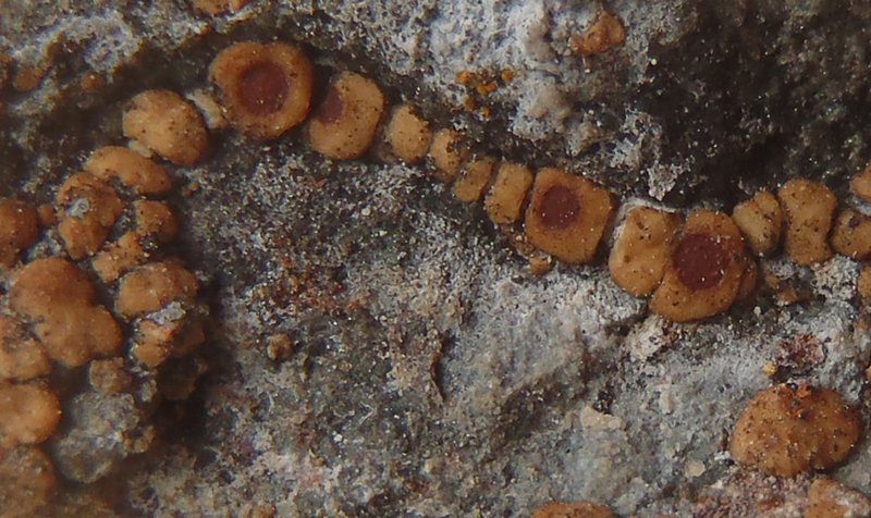 Acarospora macrospora