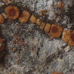 Acarospora macrospora