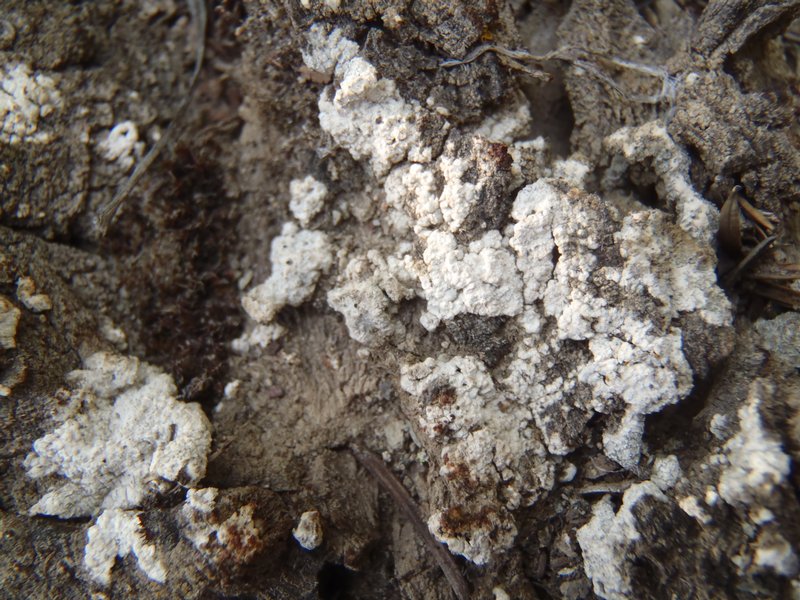 Acarospora moenium