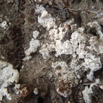 Acarospora moenium