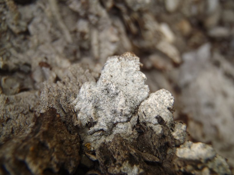 Acarospora moenium