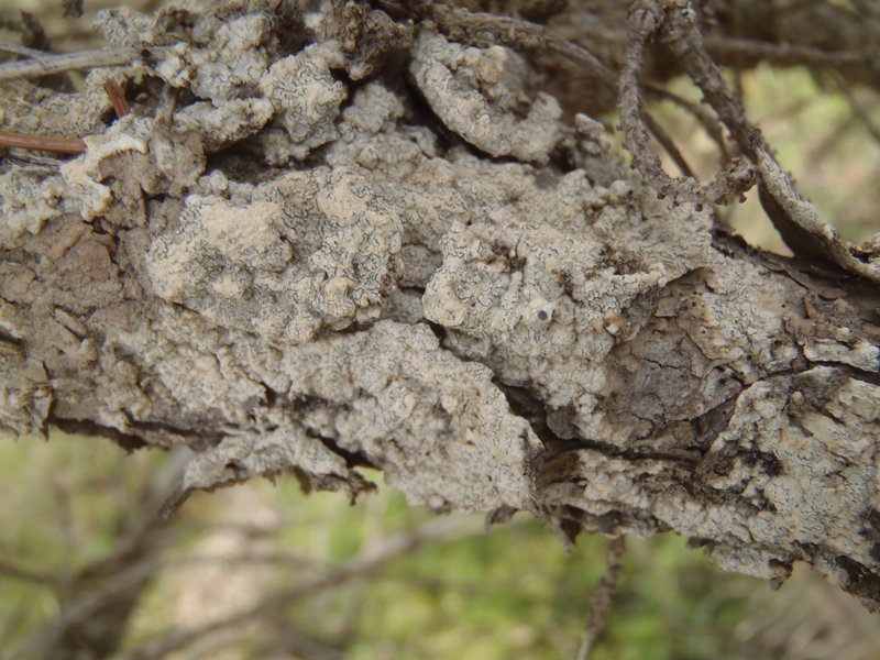 Acarospora moenium