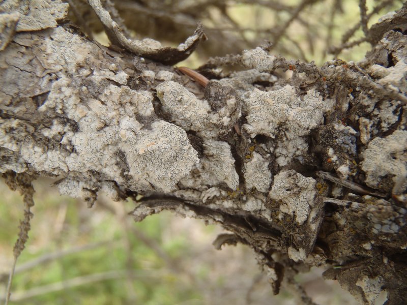 Acarospora moenium