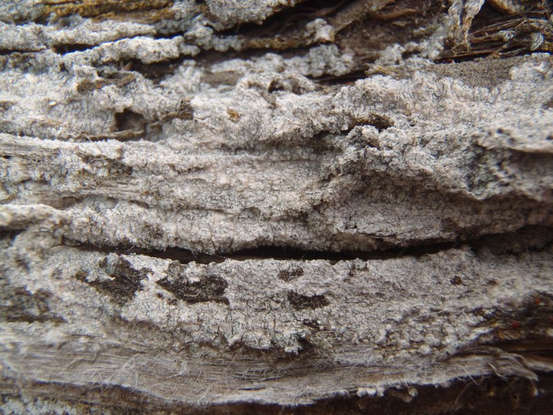 Acarospora moenium