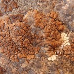 Acarospora molybdina